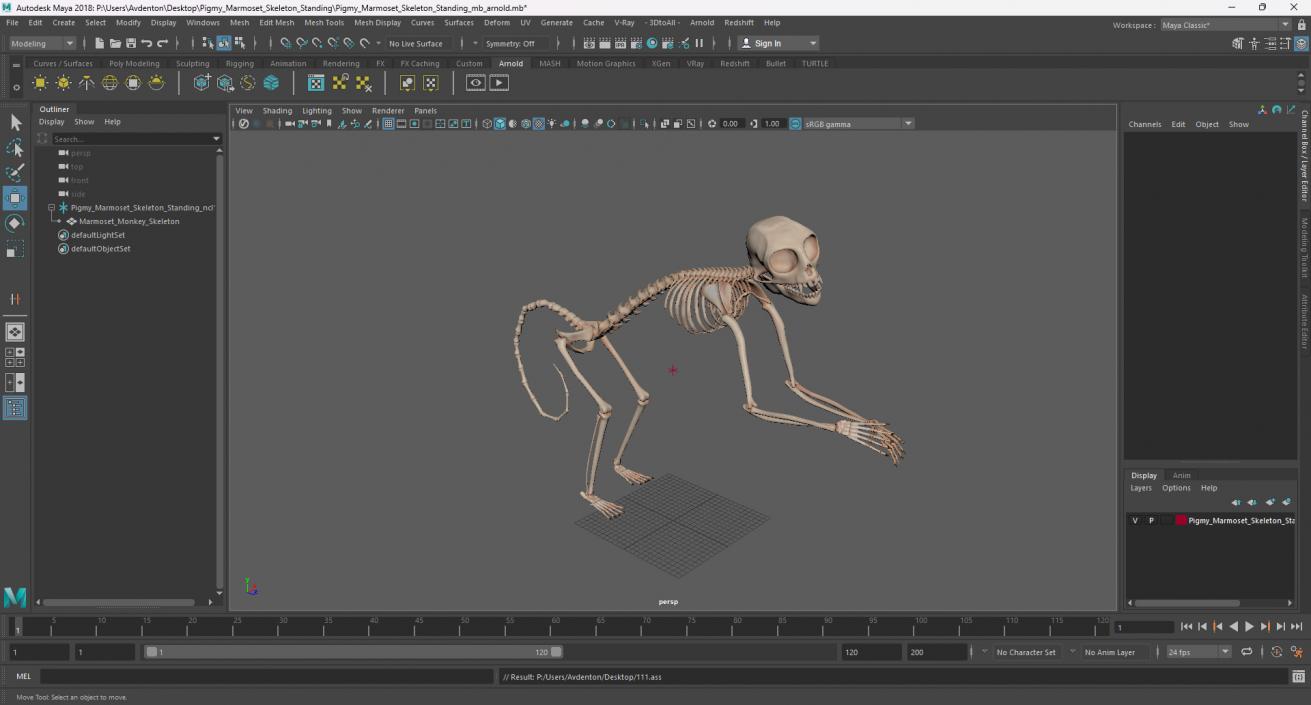 Pigmy Marmoset Skeleton Standing 3D