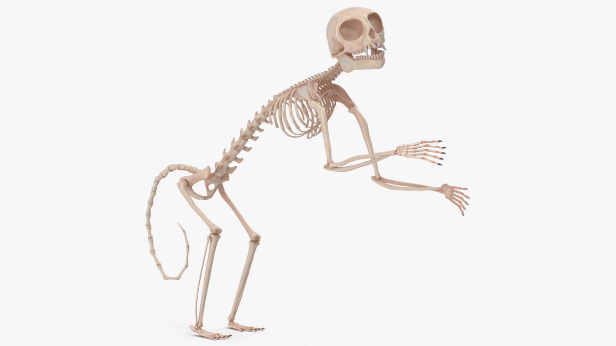 Pigmy Marmoset Skeleton Standing 3D