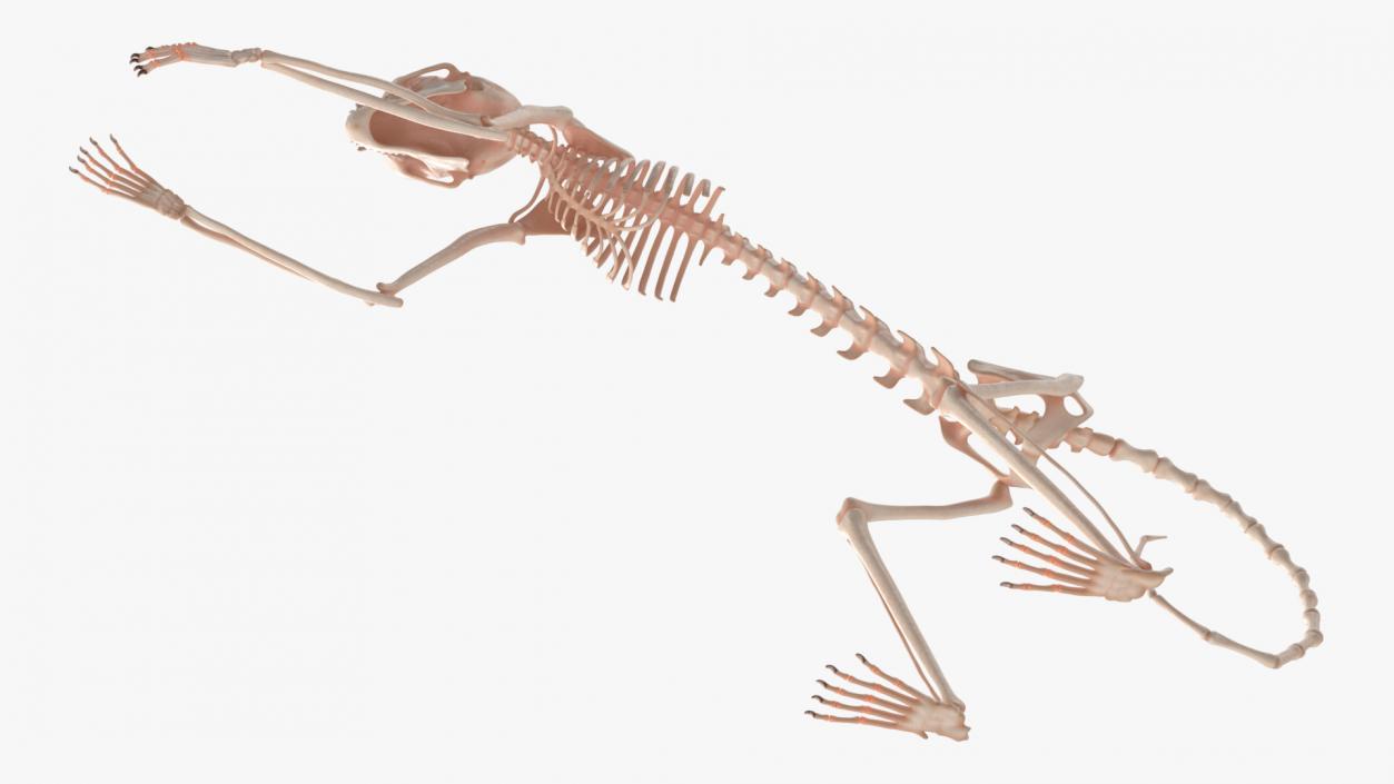 Pigmy Marmoset Skeleton Standing 3D