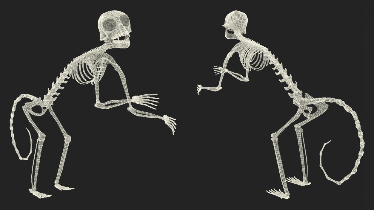 Pigmy Marmoset Skeleton Standing 3D