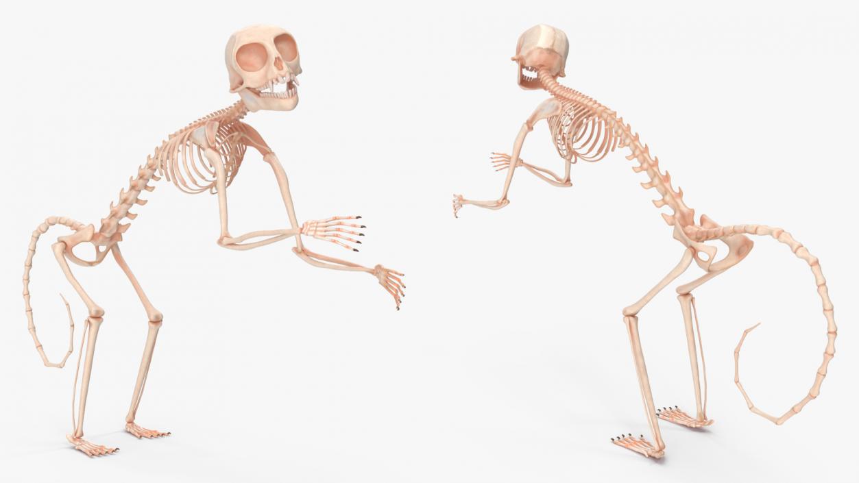 Pigmy Marmoset Skeleton Standing 3D