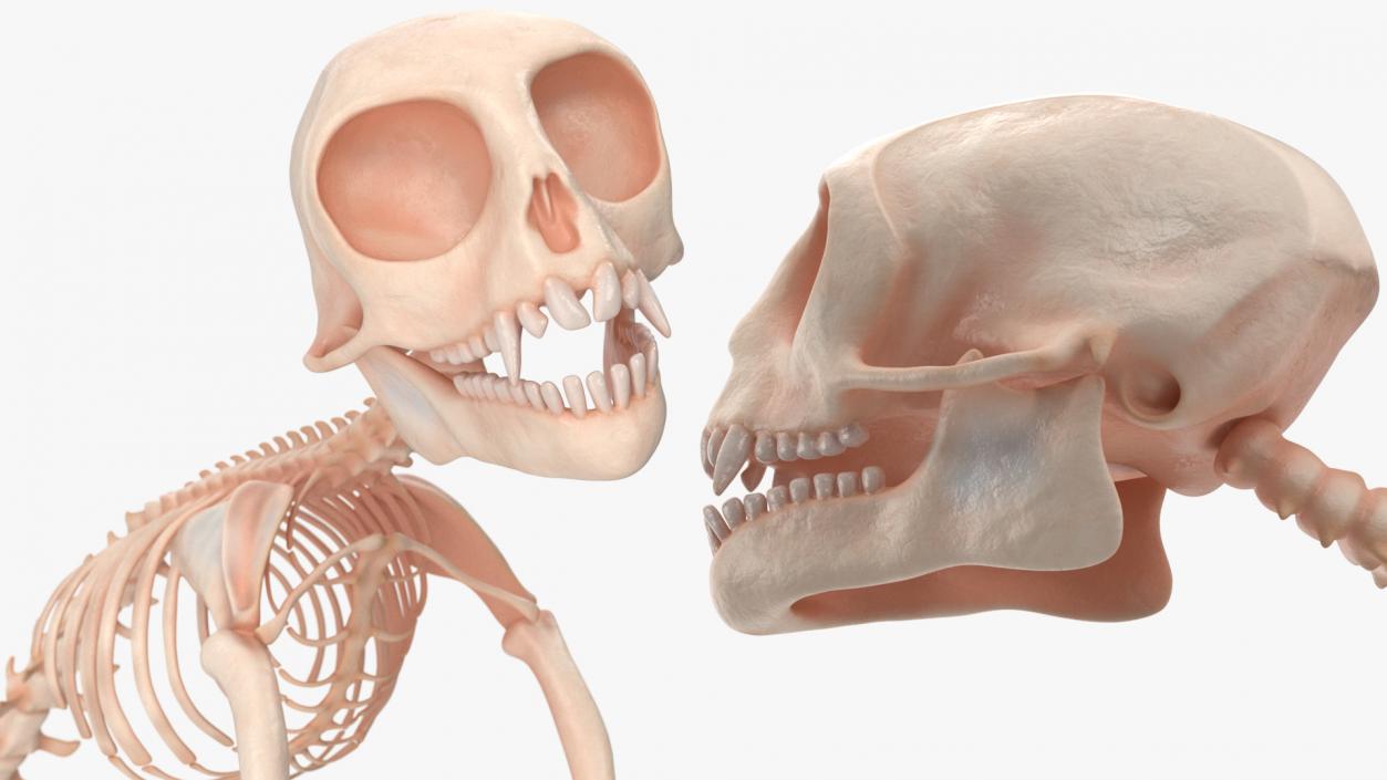 Pigmy Marmoset Skeleton Standing 3D