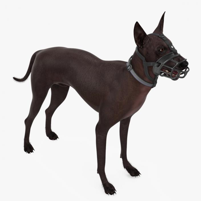 Xoloitzcuintli in a Baskerville Muzzle Fur 3D