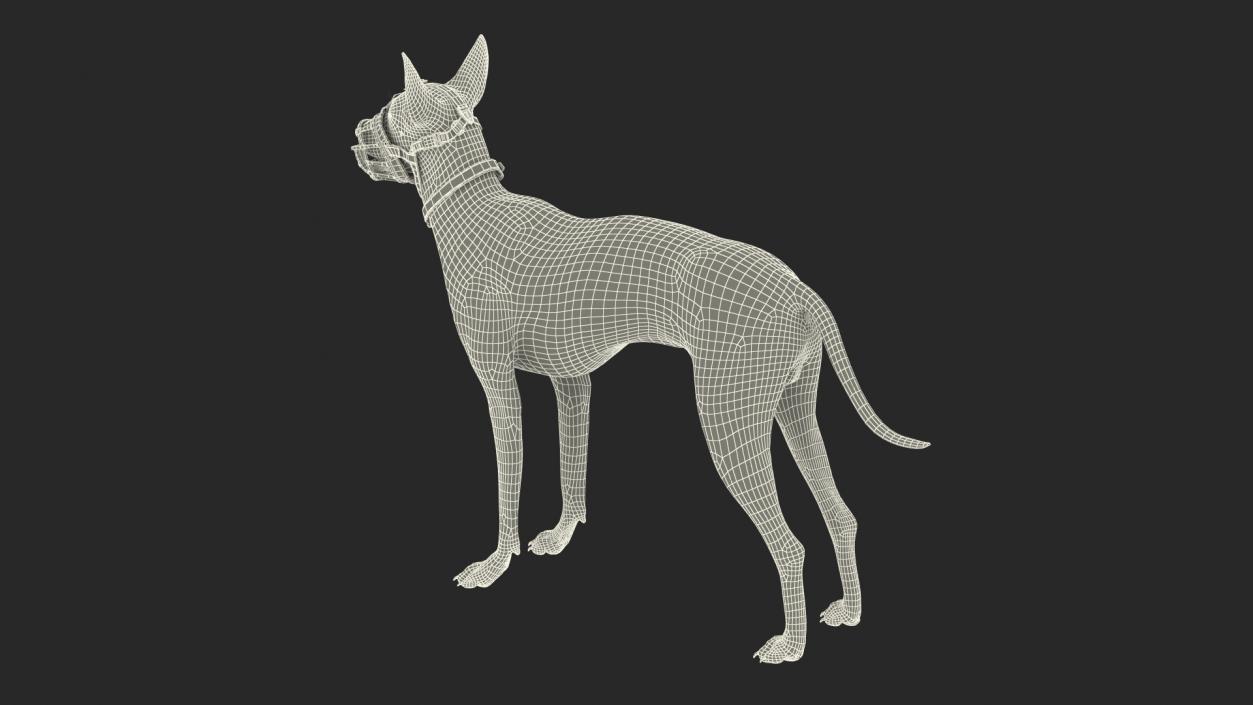 Xoloitzcuintli in a Baskerville Muzzle Fur 3D