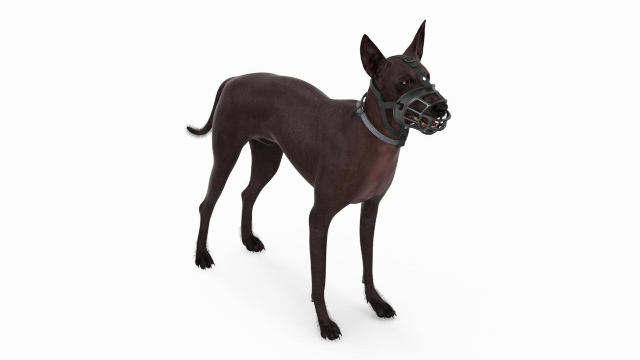 Xoloitzcuintli in a Baskerville Muzzle Fur 3D