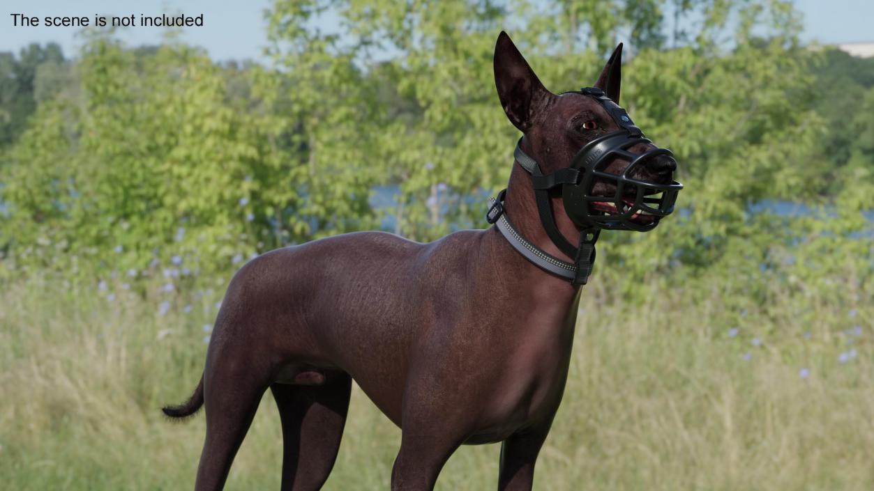 Xoloitzcuintli in a Baskerville Muzzle Fur 3D