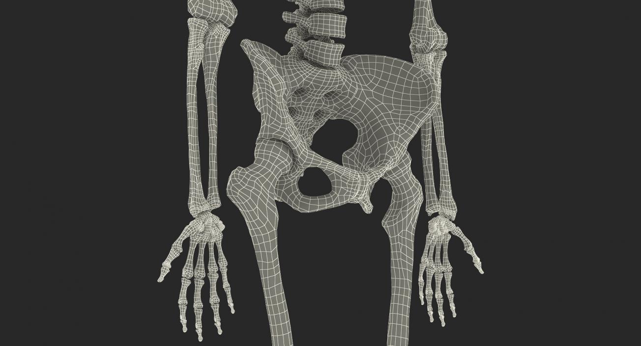 3D model Human Female Skeleton with Respiratory System