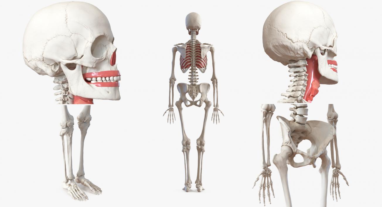 3D model Human Female Skeleton with Respiratory System