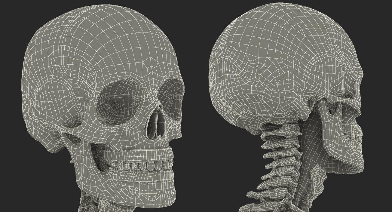 3D model Human Female Skeleton with Respiratory System