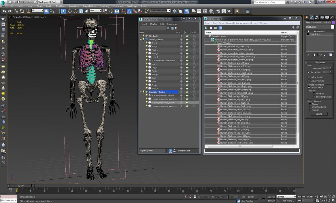 3D model Human Female Skeleton with Respiratory System