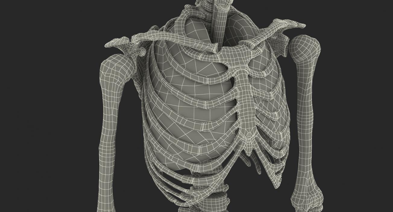 3D model Human Female Skeleton with Respiratory System