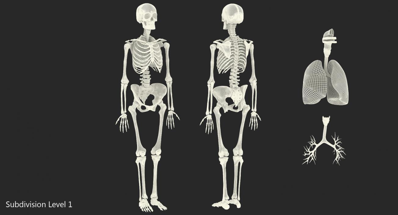 3D model Human Female Skeleton with Respiratory System