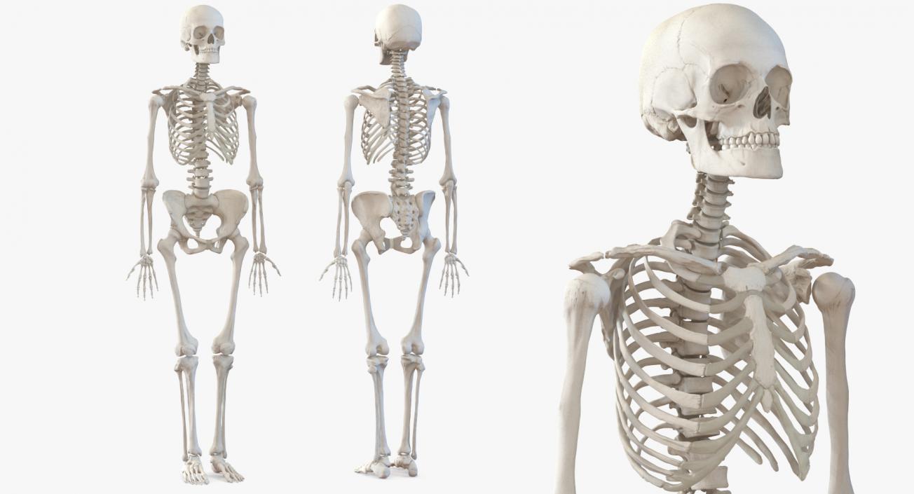 3D model Human Female Skeleton with Respiratory System