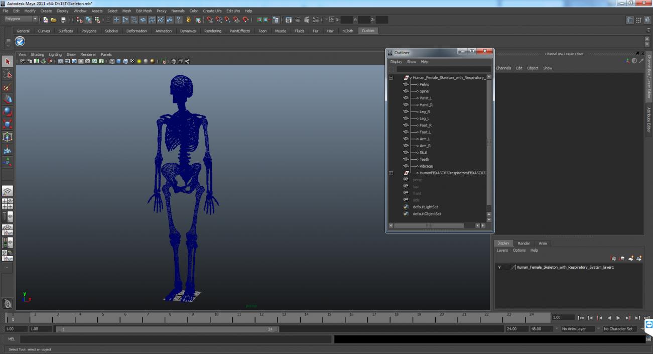 3D model Human Female Skeleton with Respiratory System