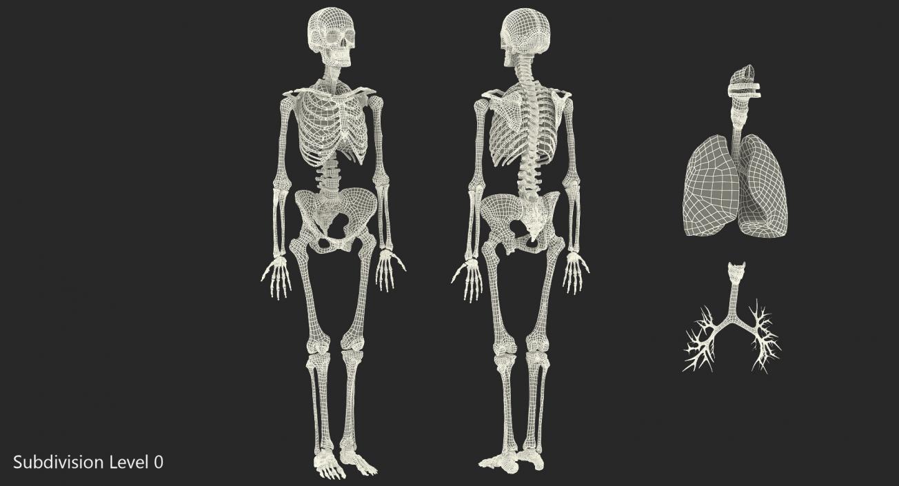 3D model Human Female Skeleton with Respiratory System