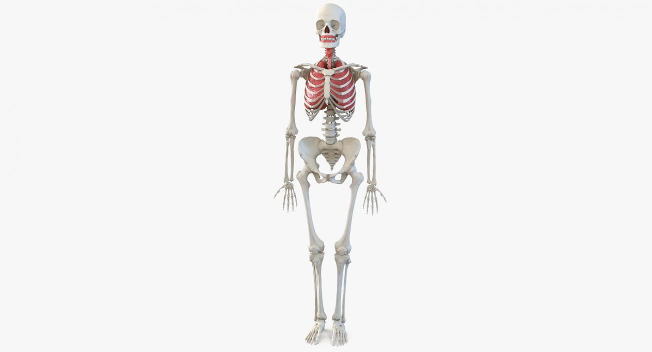 3D model Human Female Skeleton with Respiratory System