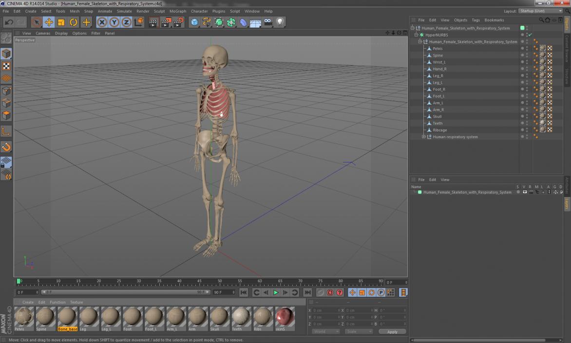 3D model Human Female Skeleton with Respiratory System