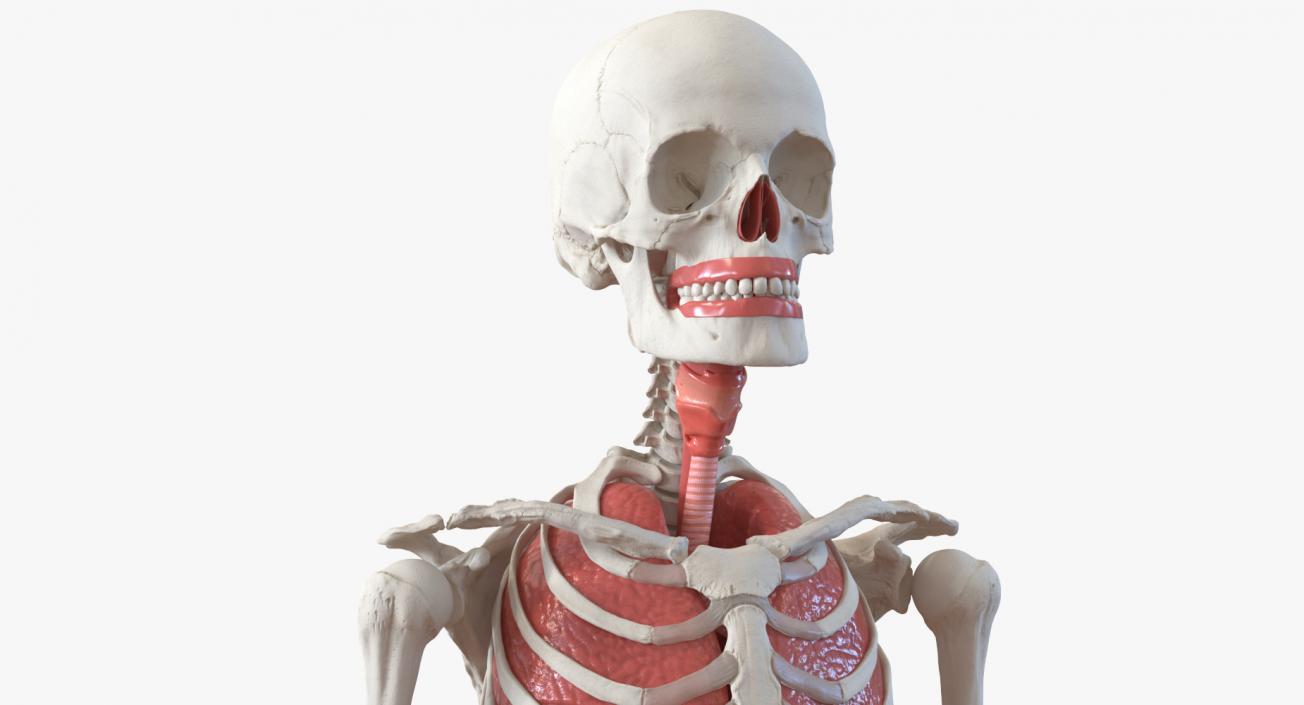 3D model Human Female Skeleton with Respiratory System