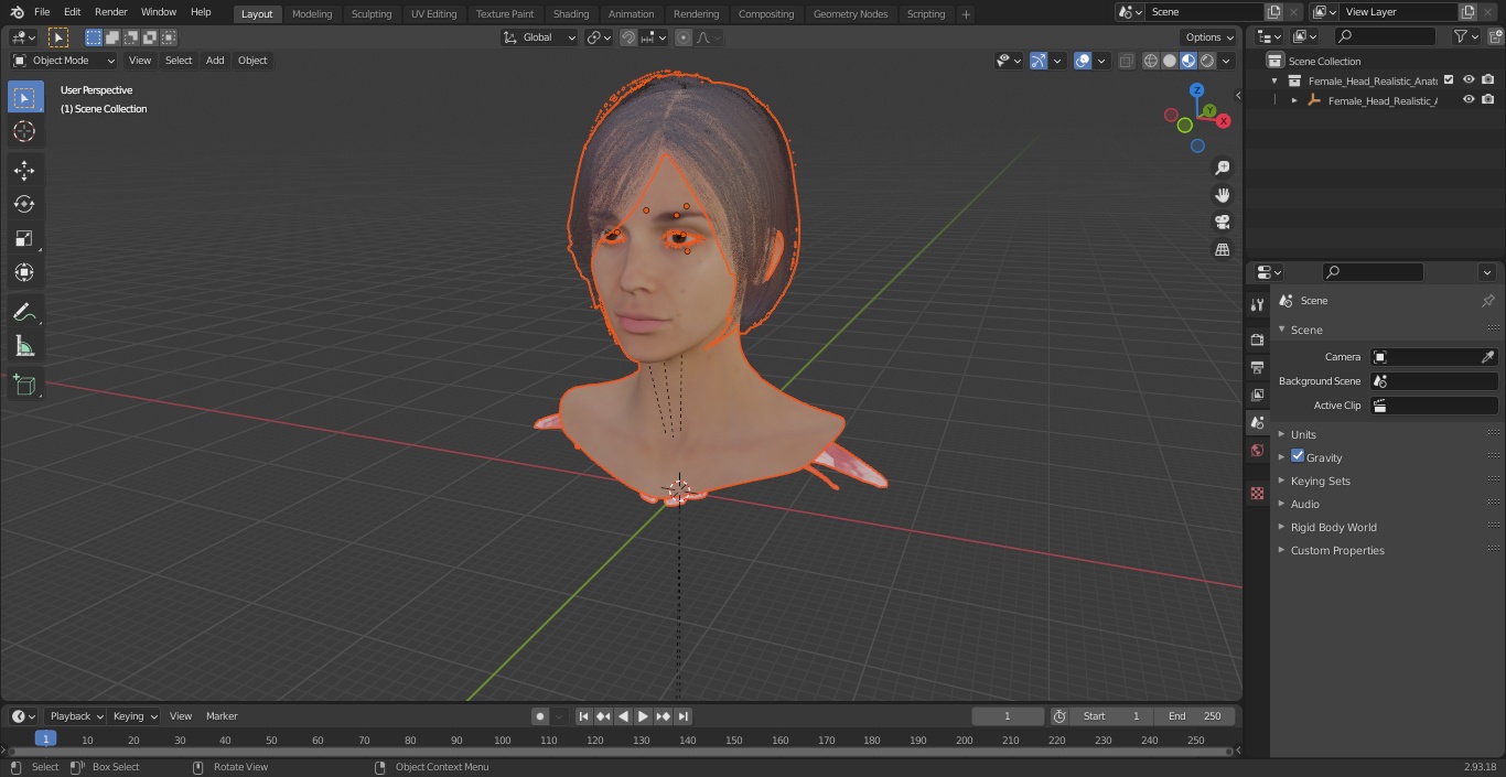 Female Head Realistic Anatomy 3D model