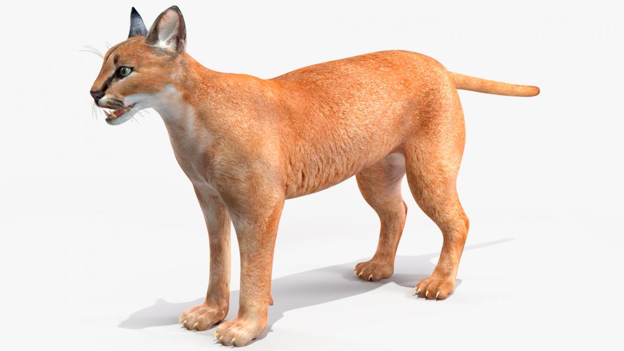 Caracal 3D model