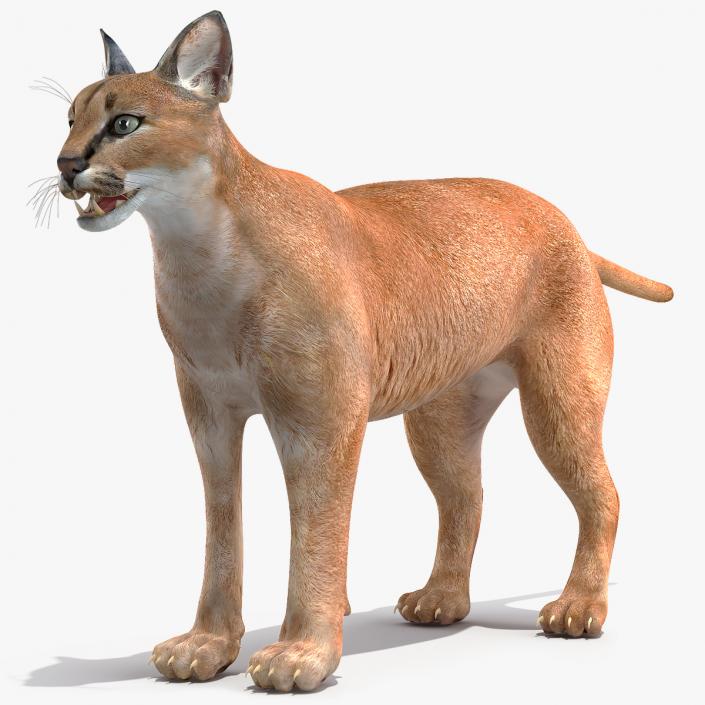 Caracal 3D model