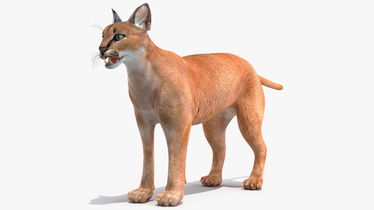 Caracal 3D model