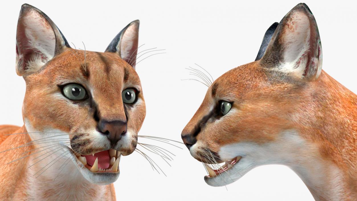 Caracal 3D model