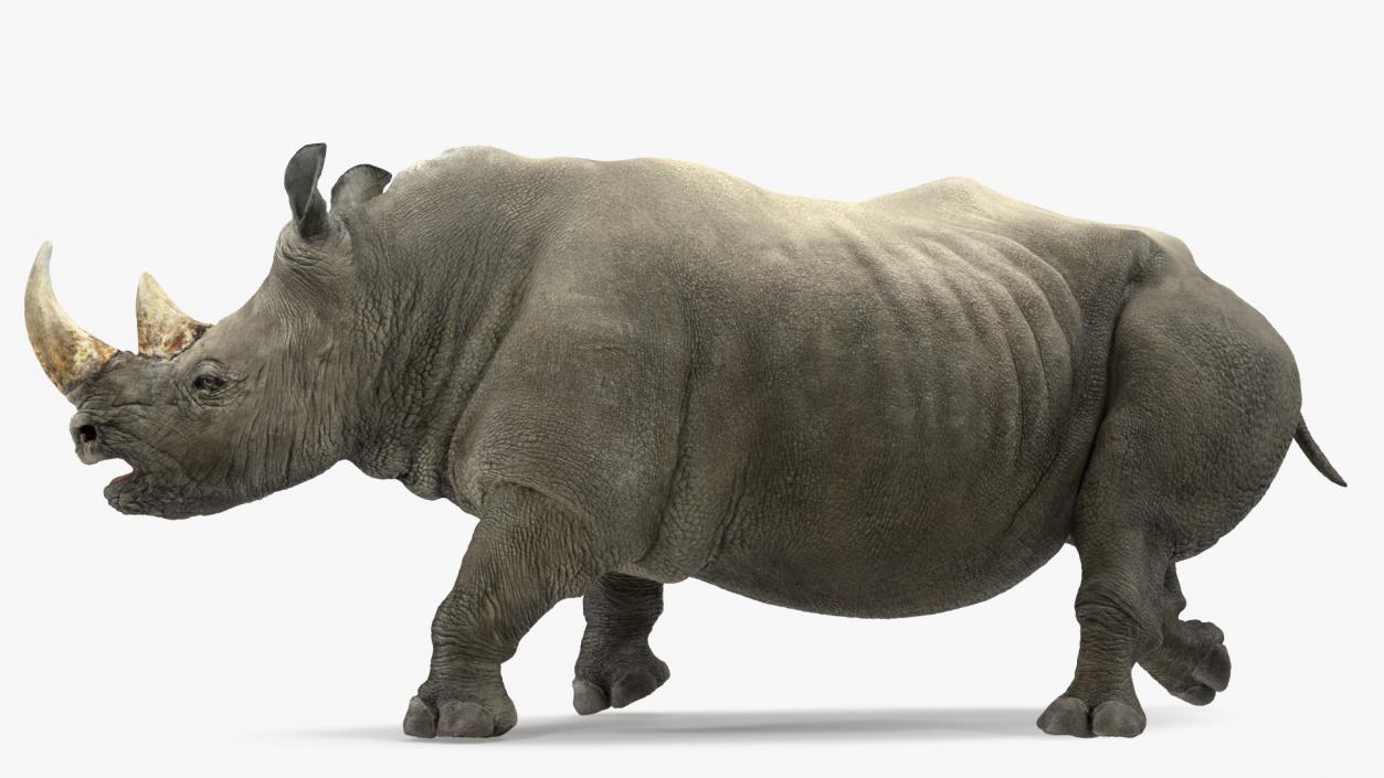 3D Rhino Walking Pose model