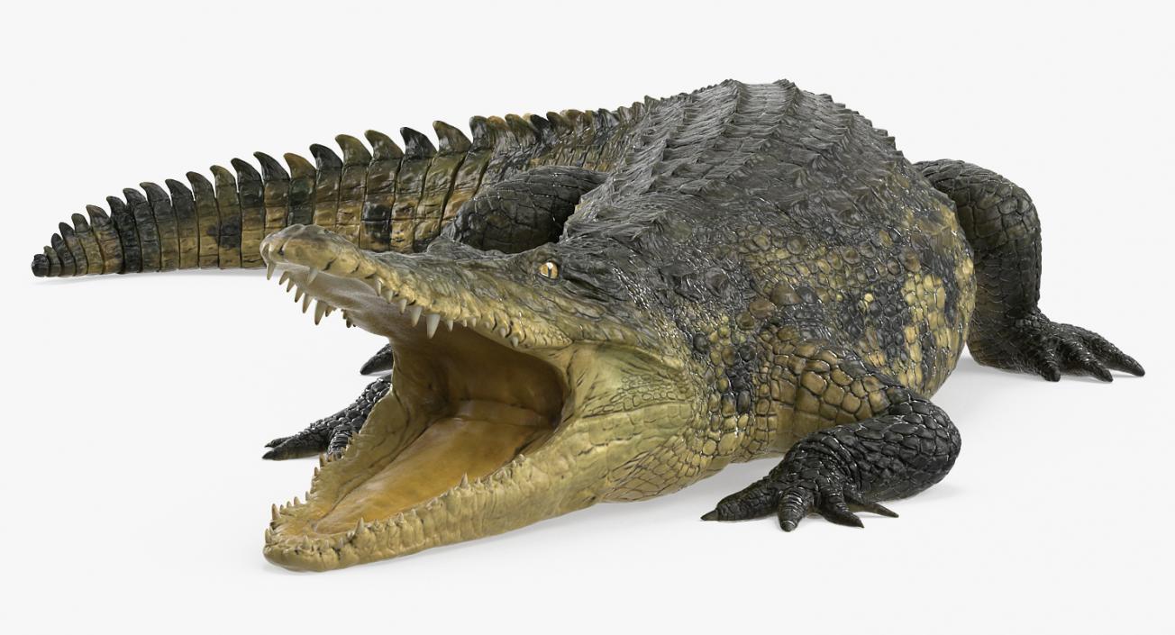 Crocodile Attacks Pose 2 3D model