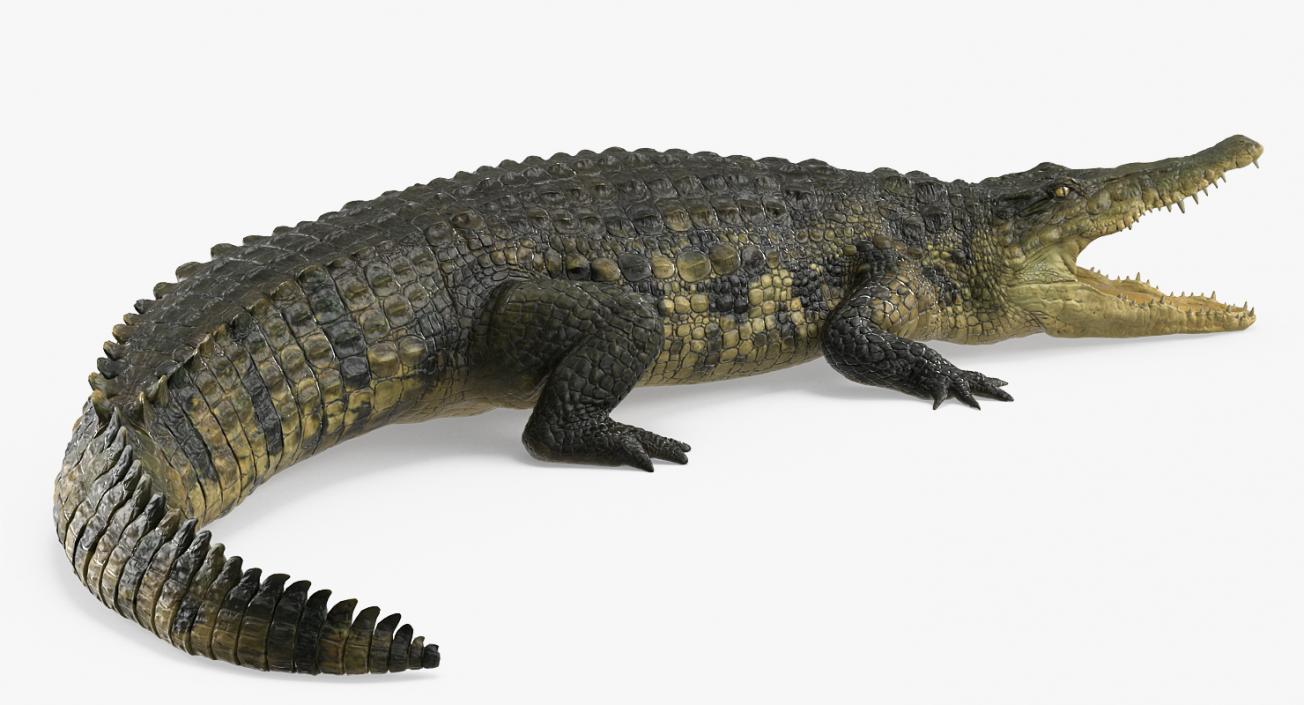 Crocodile Attacks Pose 2 3D model