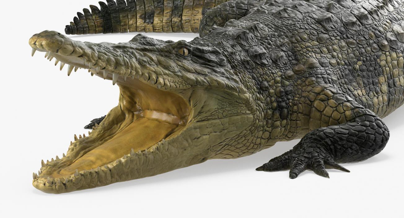 Crocodile Attacks Pose 2 3D model