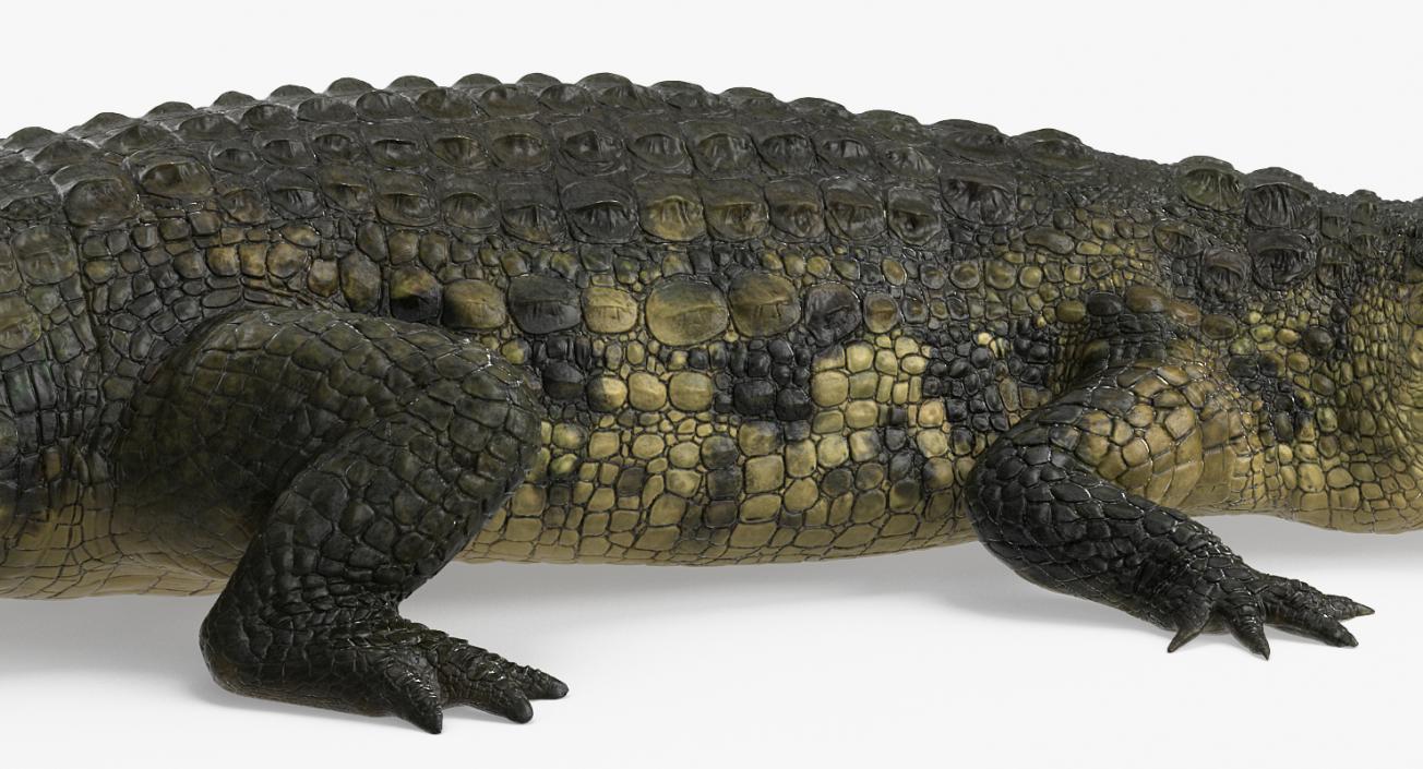 Crocodile Attacks Pose 2 3D model