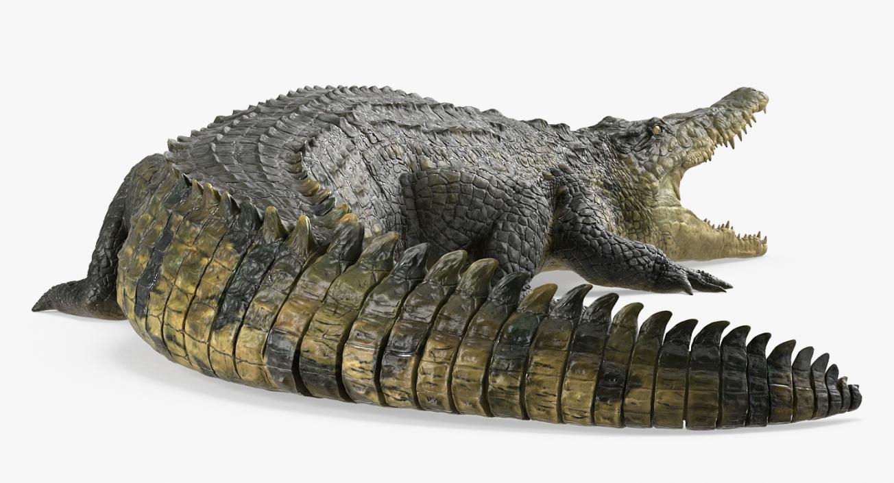 Crocodile Attacks Pose 2 3D model