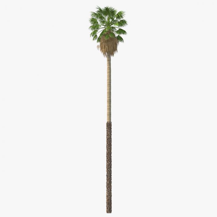 3D model Washingtonia Robusta