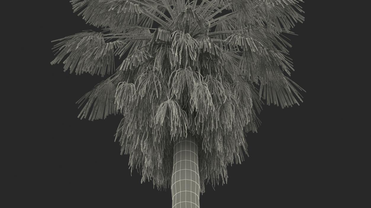 3D model Washingtonia Robusta