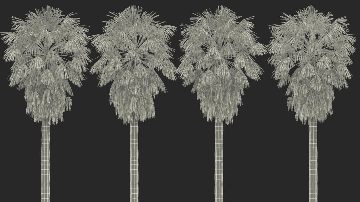 3D model Washingtonia Robusta