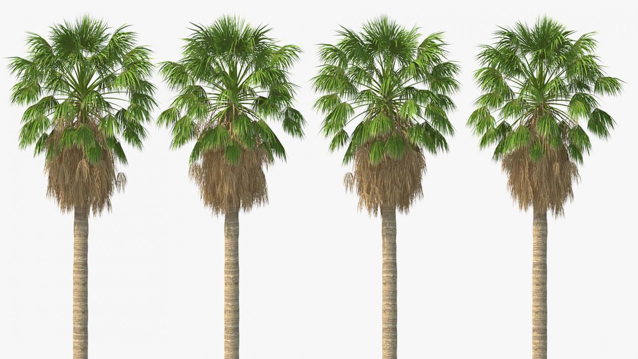 3D model Washingtonia Robusta