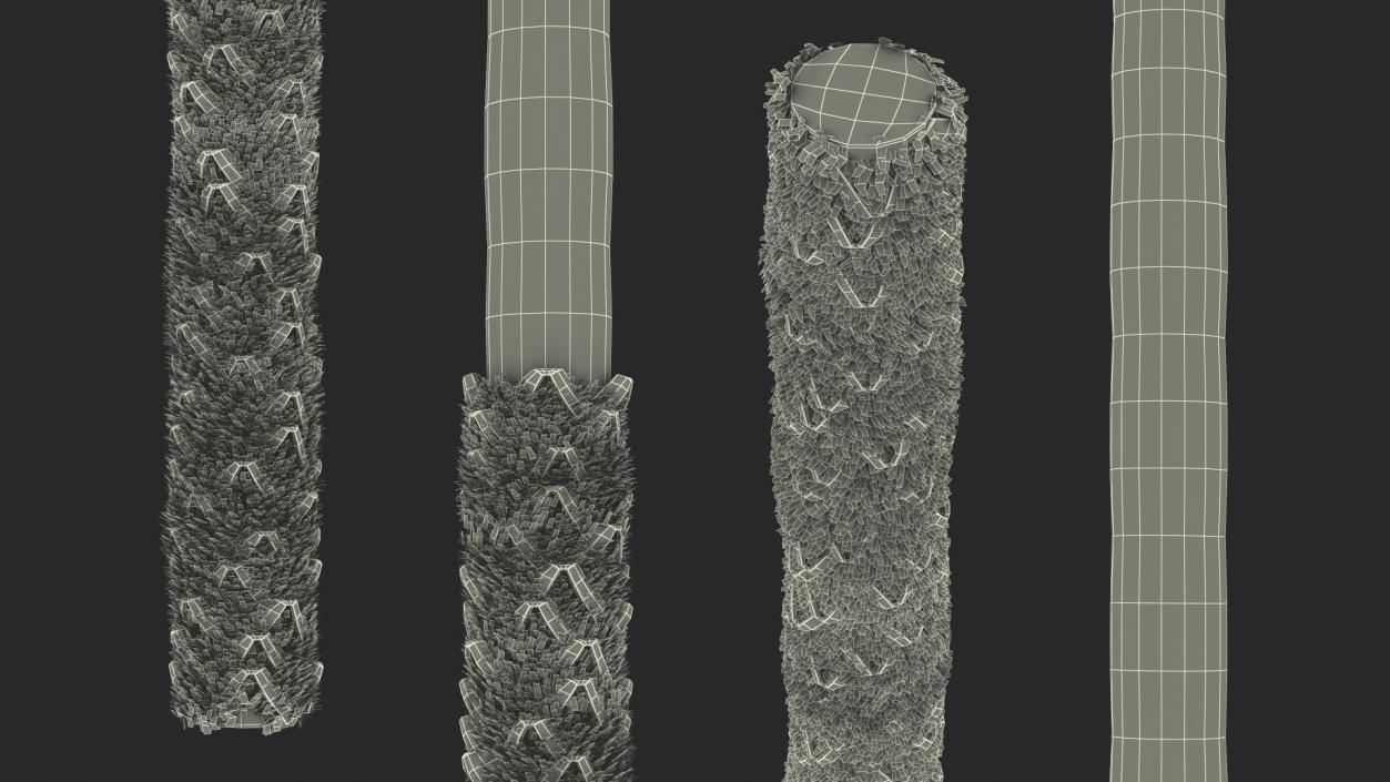 3D model Washingtonia Robusta