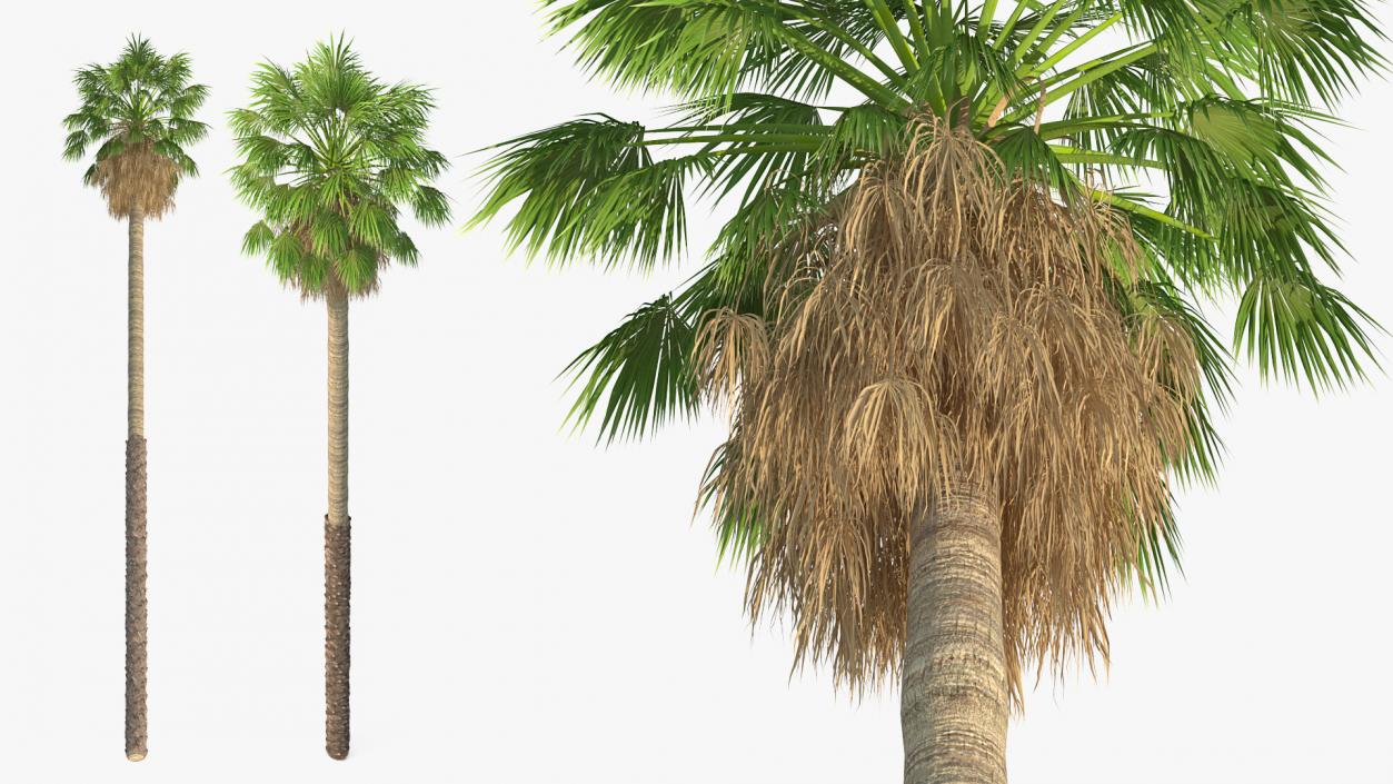 3D model Washingtonia Robusta