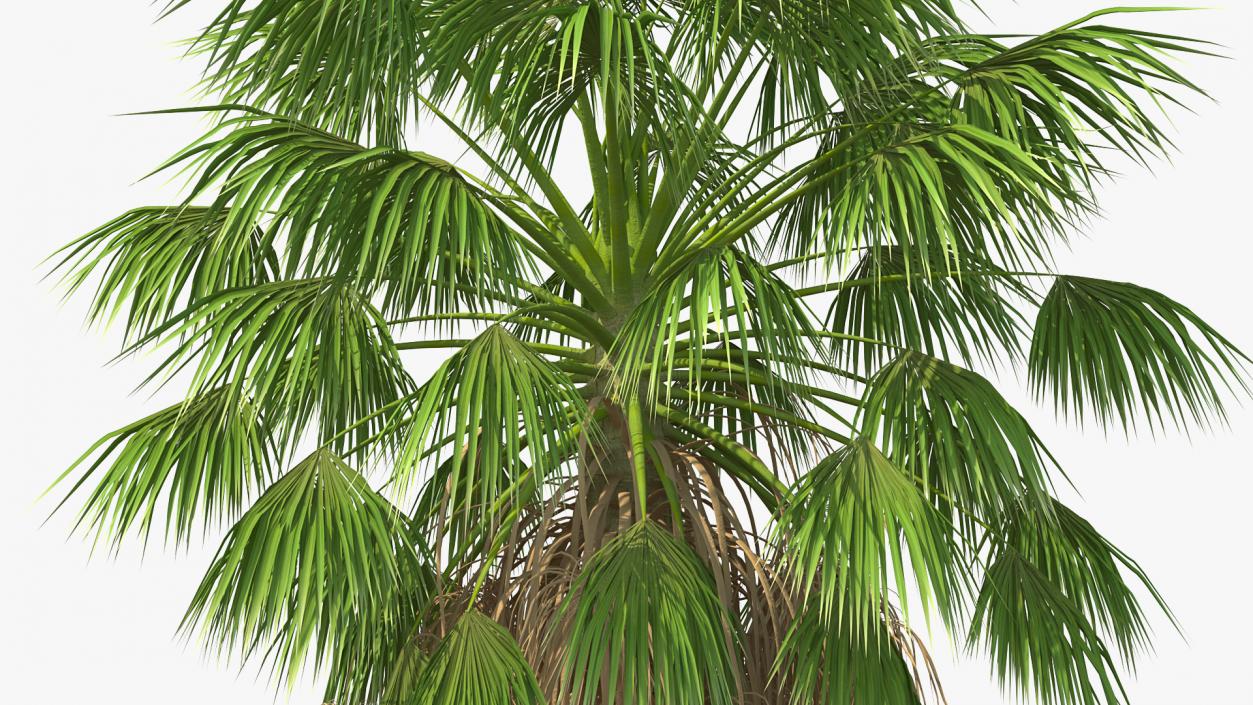 3D model Washingtonia Robusta