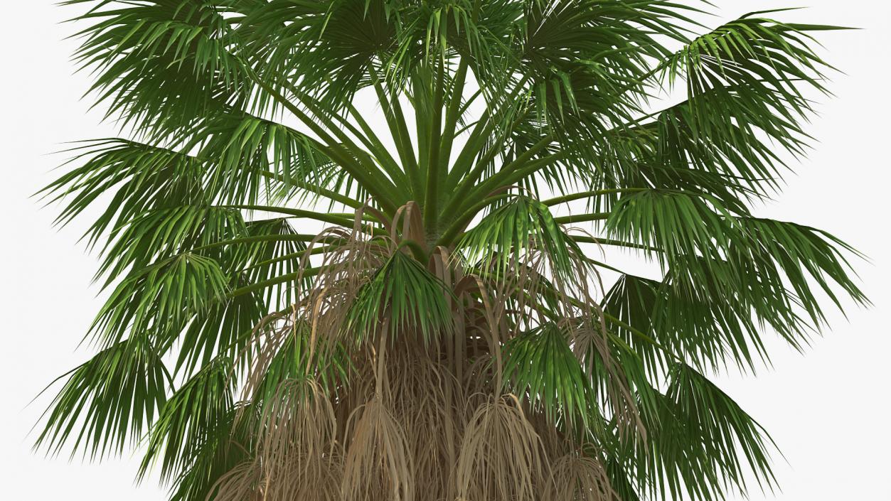 3D model Washingtonia Robusta