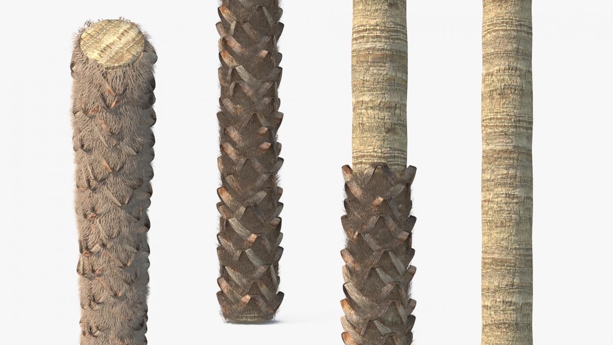 3D model Washingtonia Robusta