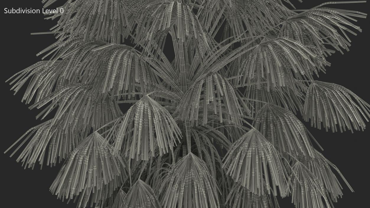 3D model Washingtonia Robusta