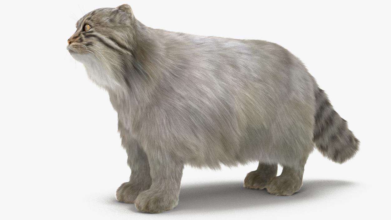 Pallas Cat Fur 3D model