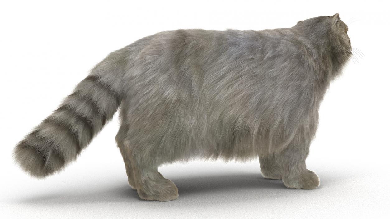 Pallas Cat Fur 3D model