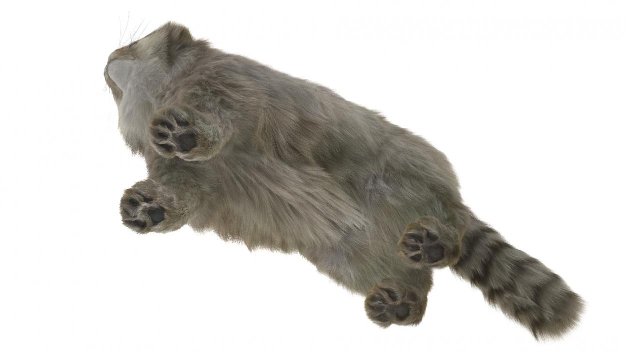 Pallas Cat Fur 3D model