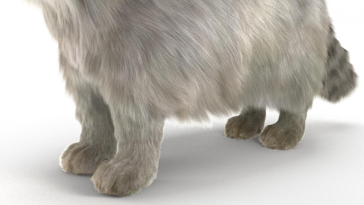 Pallas Cat Fur 3D model