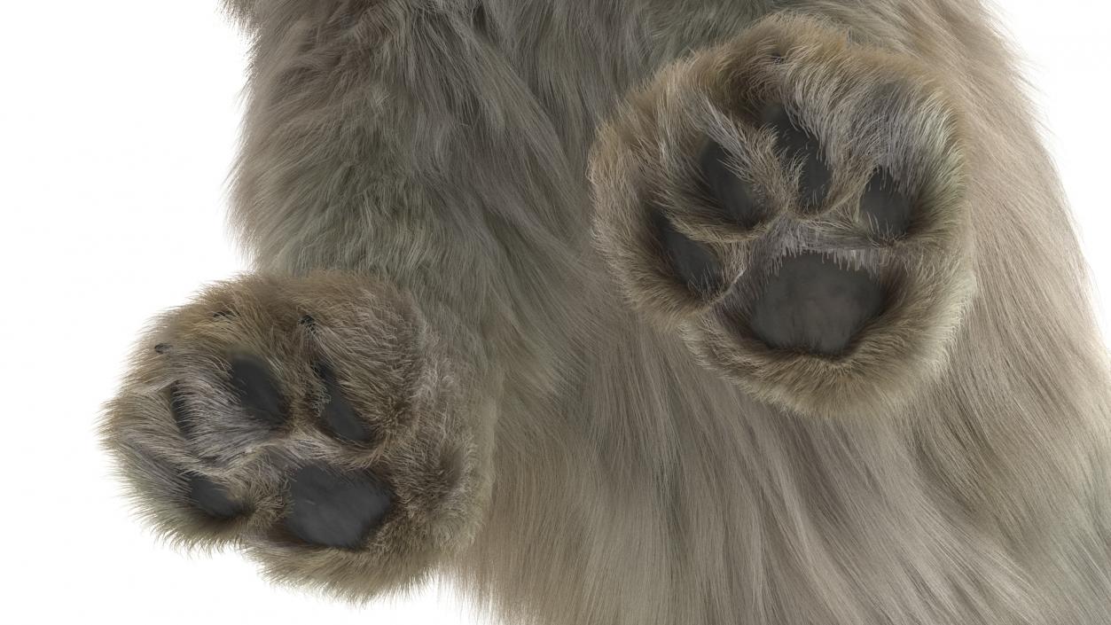 Pallas Cat Fur 3D model