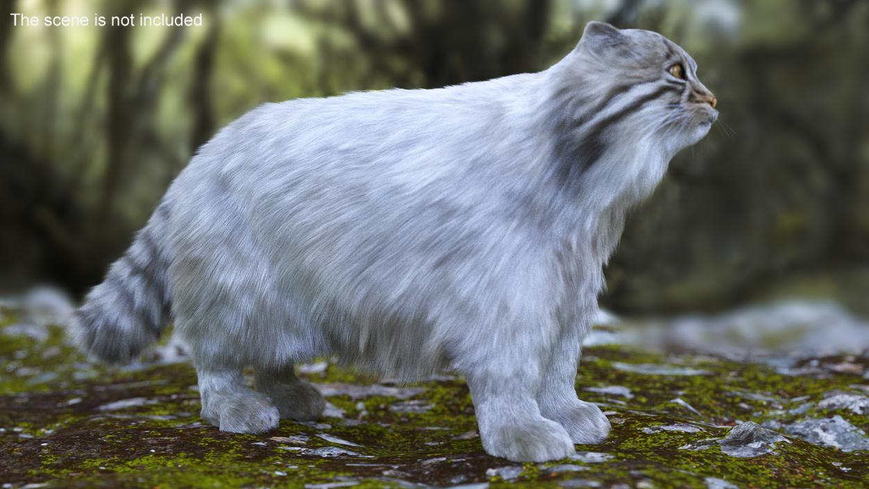 Pallas Cat Fur 3D model