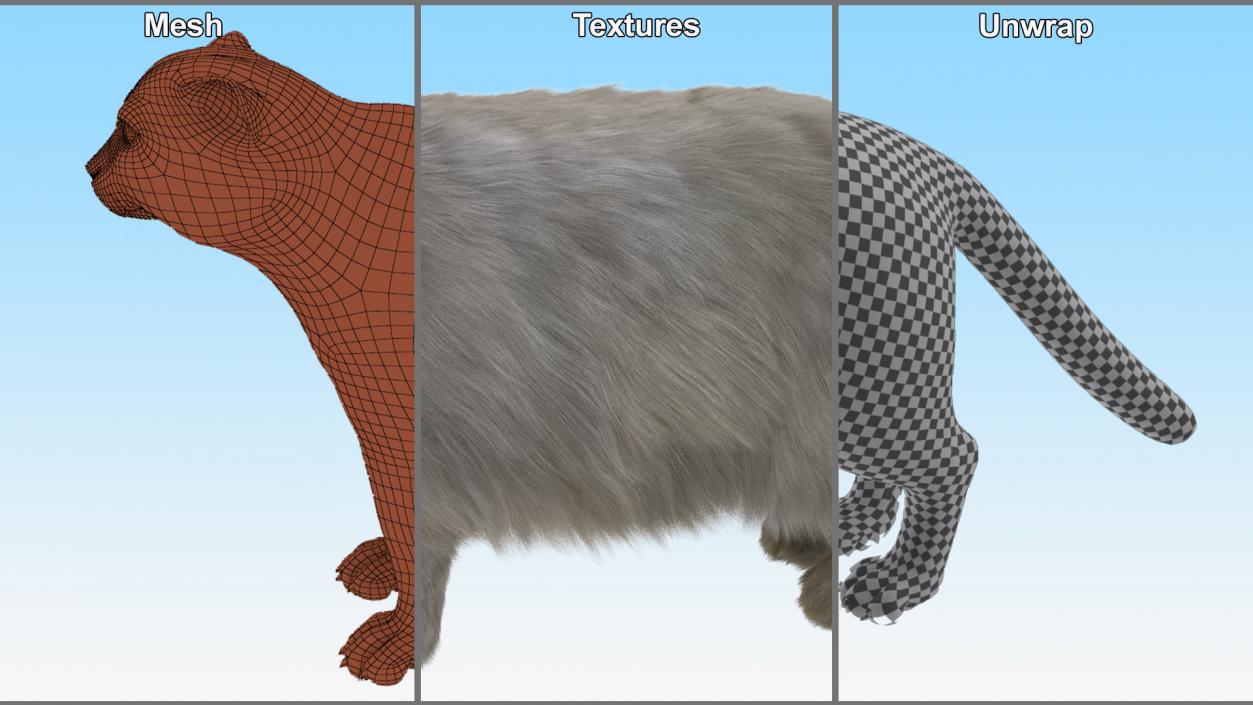 Pallas Cat Fur 3D model